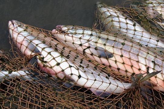 В Новозыбковском районе браконьера осудят за незаконную рыбалку