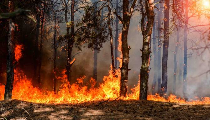 После обстрела ВСУ в Брянской области произошёл лесной пожар на площади 80 гектаров