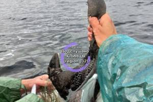 На брянском озере рыбаки спасли запутавшуюся в сети птицу