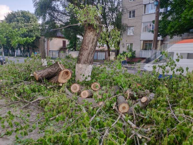 В Брянске из-за расширения вырубили деревья на улице Димитрова