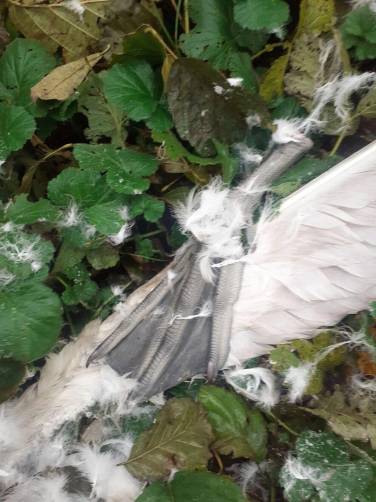 В дятьковском посёлке Ивот зверски убили лебедя