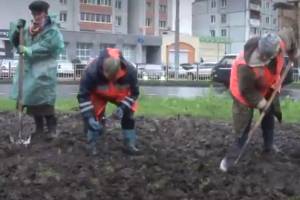 Будущей весной Советский район Брянска украсят 40 тысяч тюльпанов