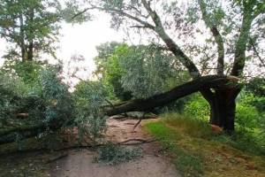 В брянском посёлке Радица-Крыловка из-за ветра рухнуло дерево