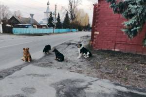 В брянском поселке Локоть агрессивные псы оккупировали площадь Ленина