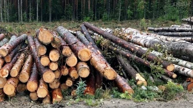 Брянщина снабдила лесом 30 стран мира