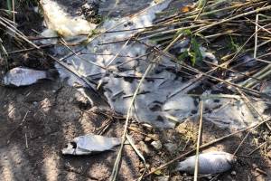 В брянском селе Страшевичи сообщили о массовой гибели рыбы