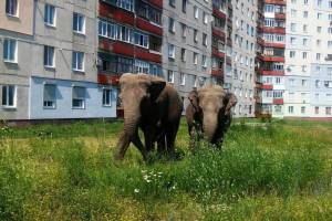 В Володарском районе Брянска поселились слоны и динозавры