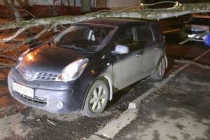 В Брянске возле школы №60 на машину рухнуло дерево