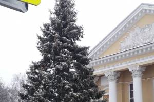 В центре Дятьково установили главную новогоднюю елку