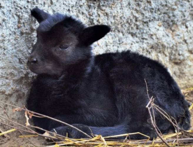 В брянском зоопарке родилась овечка Звёздочка