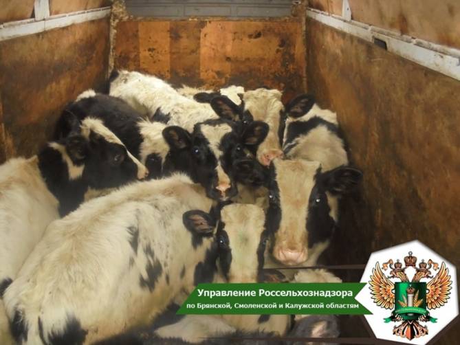 В Брянской области с начала года задержали 184 белорусских коровы