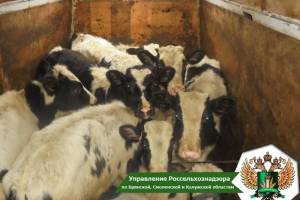 В Брянской области с начала года задержали 184 белорусских коровы