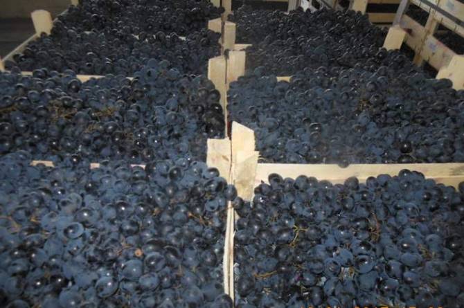 На брянскую фирму в Курске возбудили «виноградное» дело