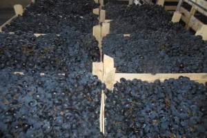 На брянскую фирму в Курске возбудили «виноградное» дело