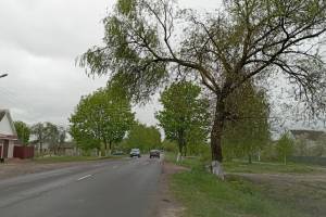 В брянском посёлке Локоть над дорогой нависло гигантское дерево