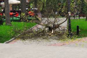 В Круглом сквере Брянска на тротуар рухнула тяжелая ветка дерева