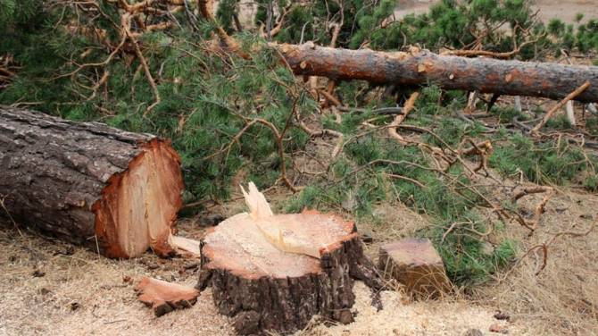 В Суражском районе горе-арендатор допустил незаконную вырубку леса