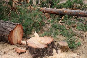 В Суражском районе горе-арендатор допустил незаконную вырубку леса