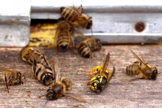 Брянские сельхозпроизводители отравили пчёл