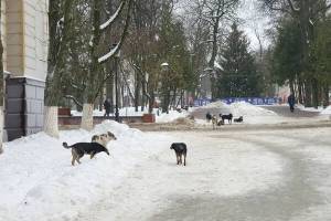 Жители Брянска пожаловались на стаю собак в сквере Карла Маркса