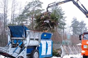 В Брянске «Чистая планета» переработала 5 тысяч новогодних елок