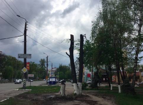 В Брянске изуродовали деревья у остановки «Березка»