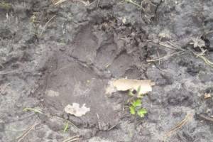 В окрестных с Брянском лесах нашли следы медведя