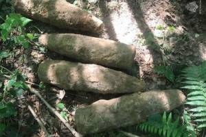 В лесу в Дубровском районе нашли четыре артиллерийских снаряда