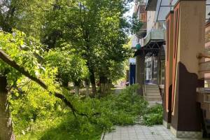 В Брянске возле салона красоты рухнуло дерево