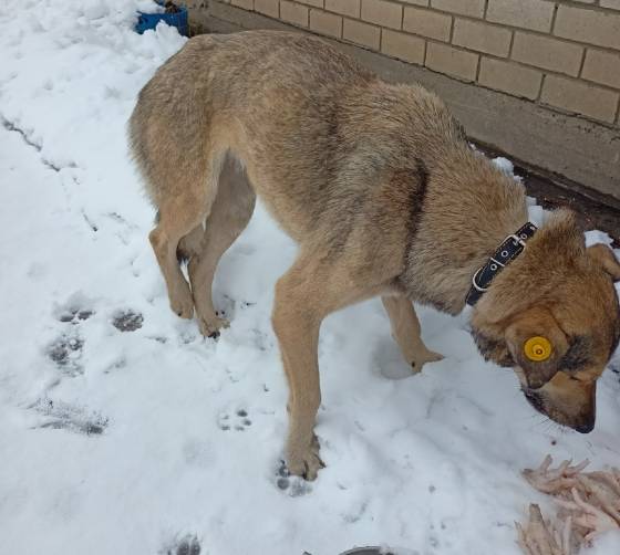 В Брянске неизвестные расстреляли бездомного пса