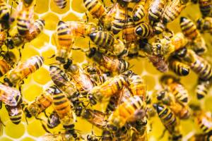 В Брянской области ввели ограничительные меры из-за заболевания пчёл