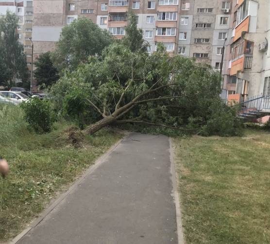 В Брянске на Новостройке рухнуло очередное дерево