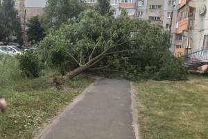 В Брянске на Новостройке рухнуло очередное дерево