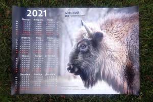 Заповедник «Брянский лес» выпустил календари с зубрами