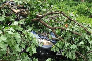 В брянском поселке Белые Берега упавшие деревья раздавили легковушку