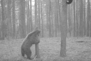 В заповеднике «Брянский лес» сняли на видео веселые игры медвежат