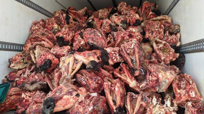 Брянские таможенники не пустили 10 тонн замороженных голов крупного рогатого скота из Беларуси