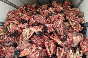 Брянские таможенники не пустили 10 тонн замороженных голов крупного рогатого скота из Беларуси