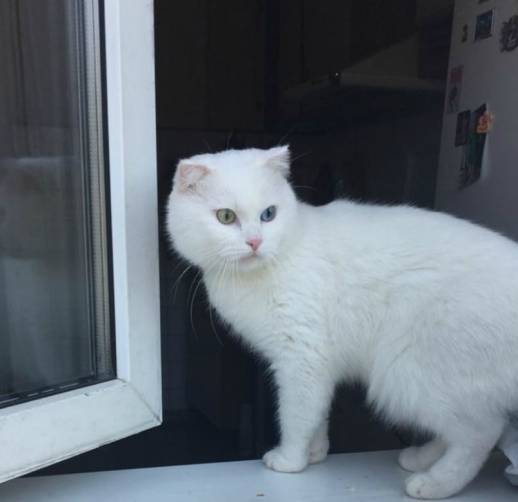 В брянском поселке Белые Берега пропал белый кот