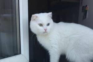 В брянском поселке Белые Берега пропал белый кот 