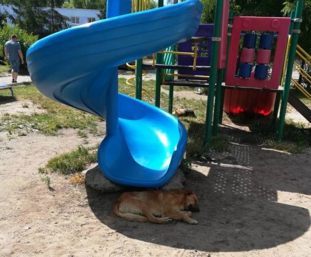 В Брянске рассказали о нападении собак на детских площадках