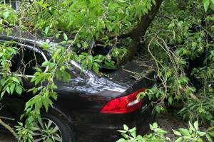 В Брянске на улице Пушкина на иномарку рухнуло дерево