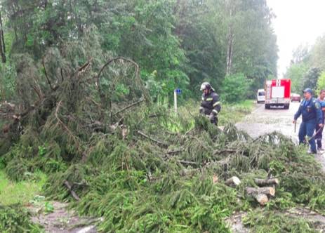 В Брянске ураган повалил 25 деревьев