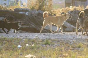 В Брянске недалеко от «Аэропарка» стая собак напала на девушку