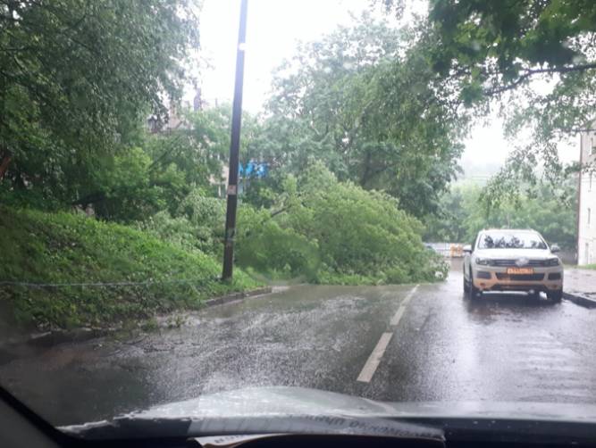 В Брянске дорогу на улице Октябрьской перегородило упавшее дерево