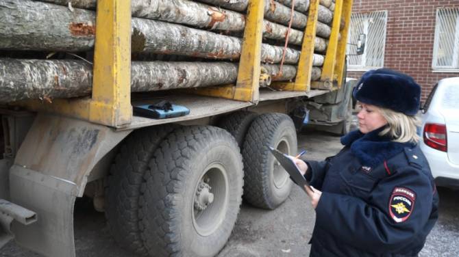 Брянские полицейские завели 3 уголовных дела за вырубку деревьев