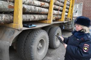 Брянские полицейские завели 3 уголовных дела за вырубку деревьев