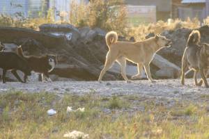 В Брянске пожаловались на агрессивных собак на территории школы