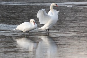 В Суземском районе лебеди «вмерзли» в лед