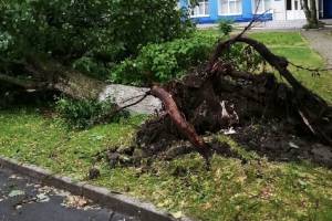В Брянске на улице Костычева ураган с корнем вырвал дерево